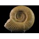 Ammonite 