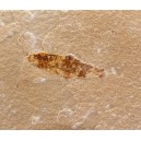 Poisson fossile 