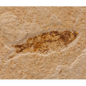 Poissons fossile