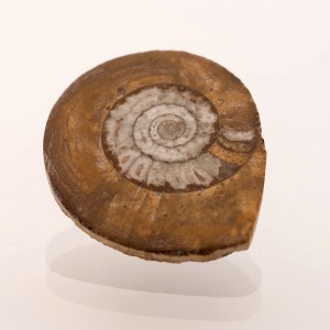 Ammonite orthocéras