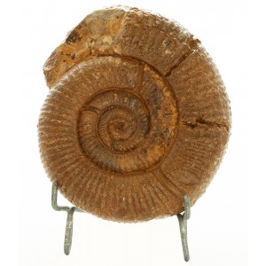 Ammonite périsphinctés