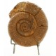 Ammonite orthocéras