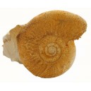 Ammonite parkinsonia